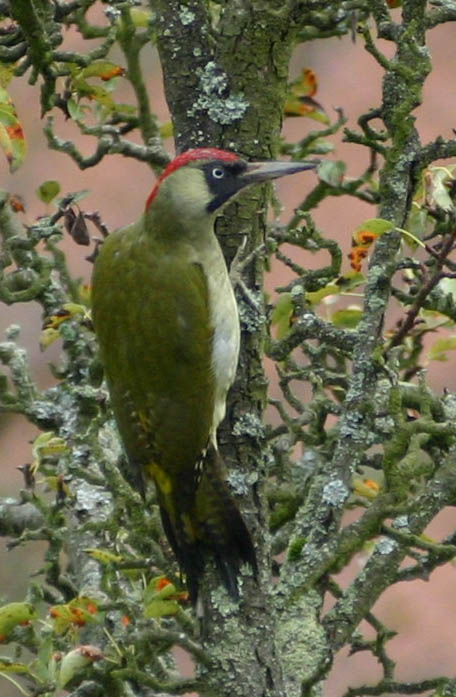 Ağaçkakan