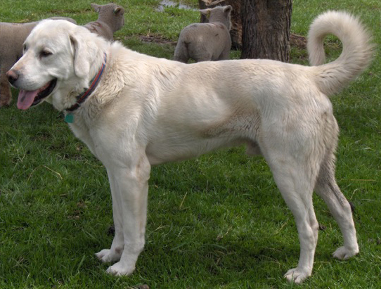 Akbaş