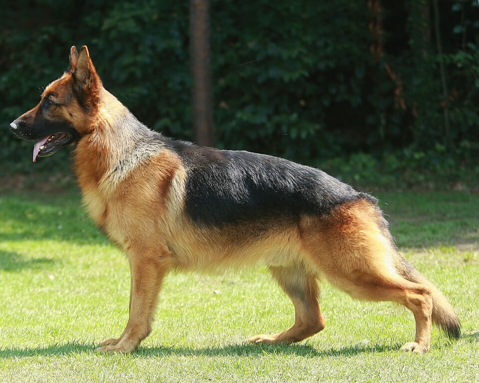 Alman Kurdu