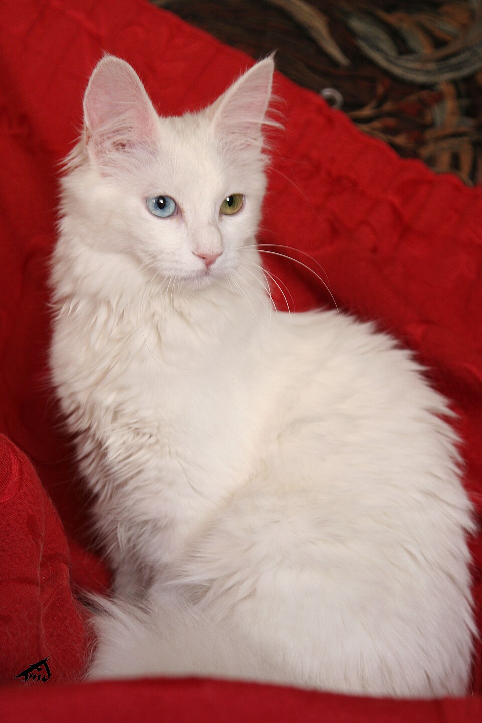 Ankara Kedisi
