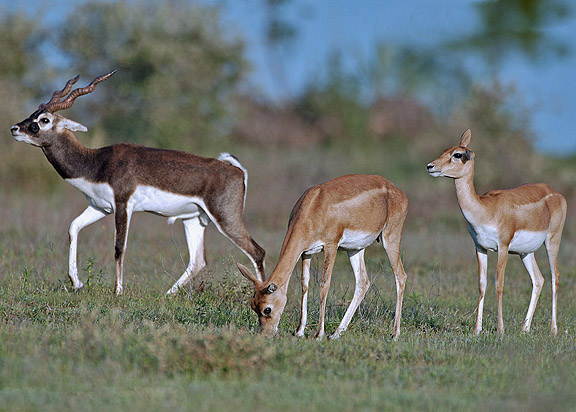 Antilop