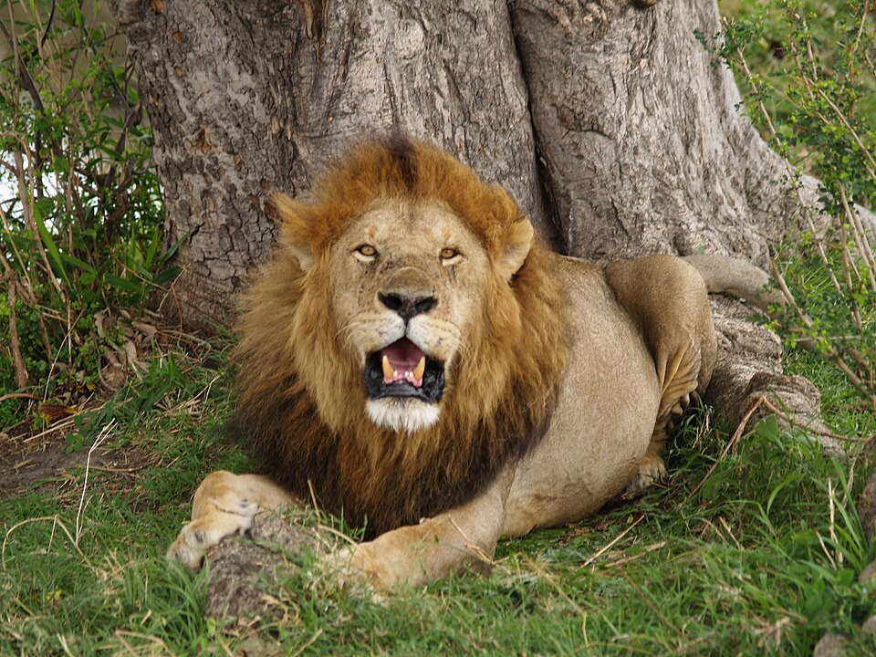 Aslan