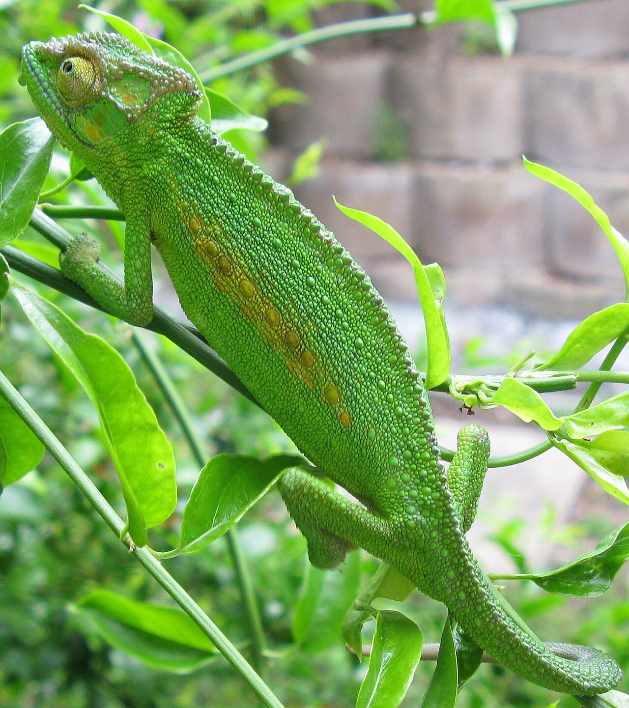 Bukalemun