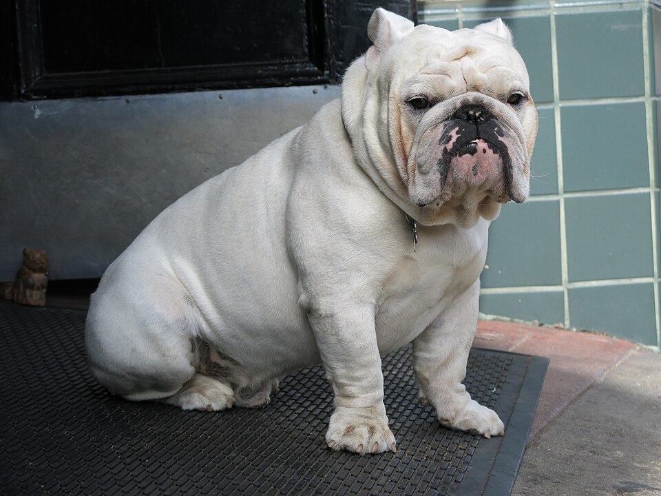 Bulldog