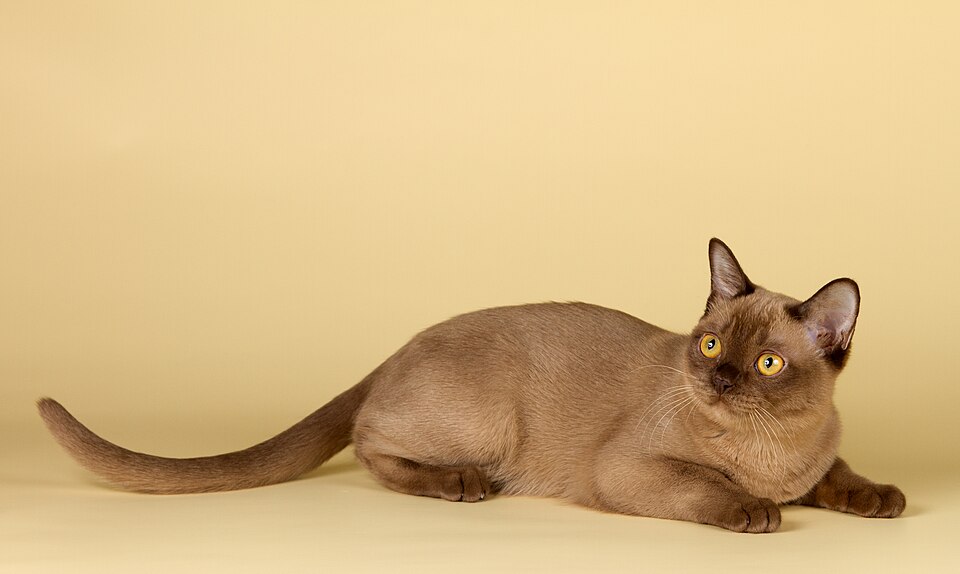 Burmese