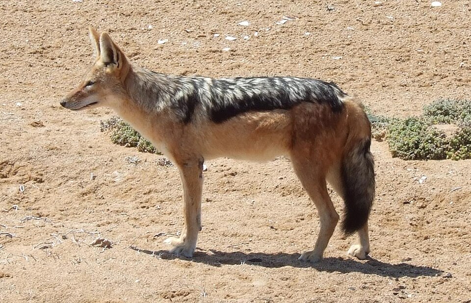 Çakal