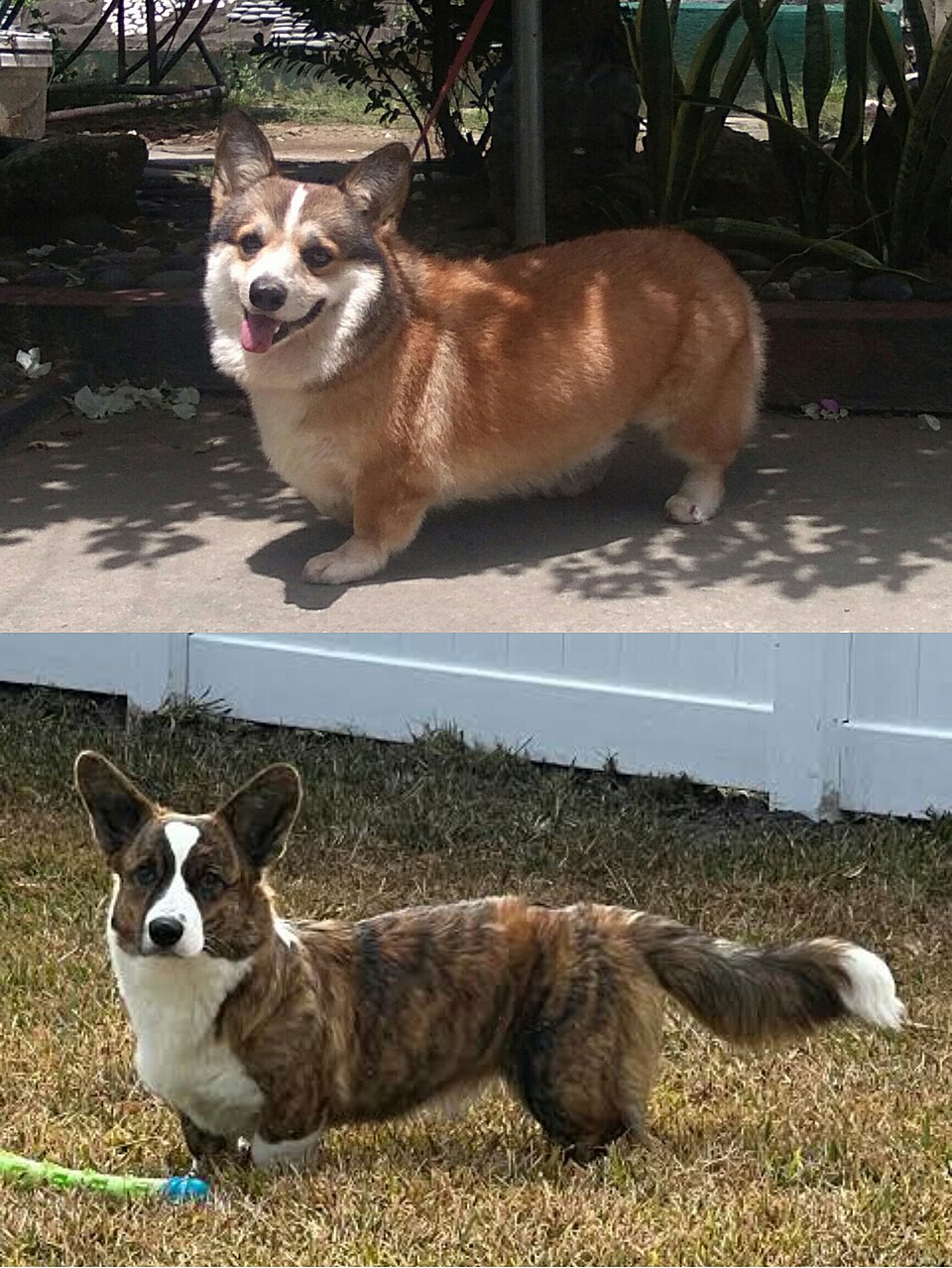 Corgi