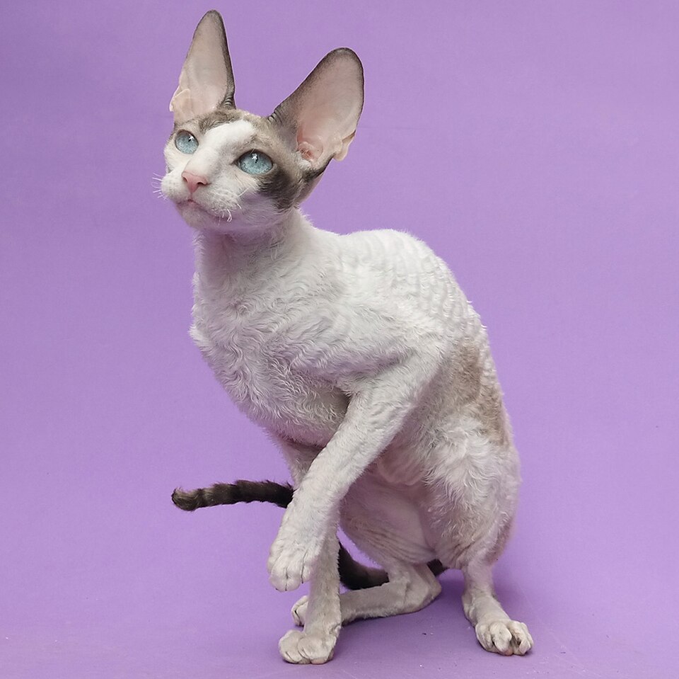 Cornish Rex