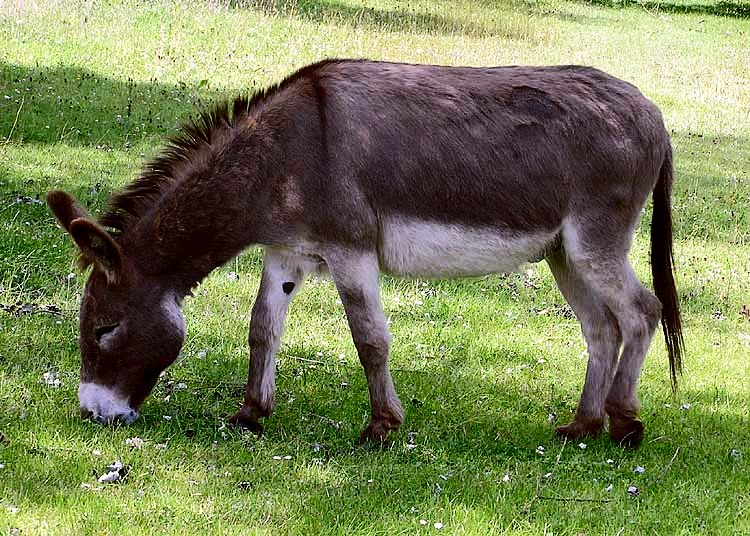 Eşek