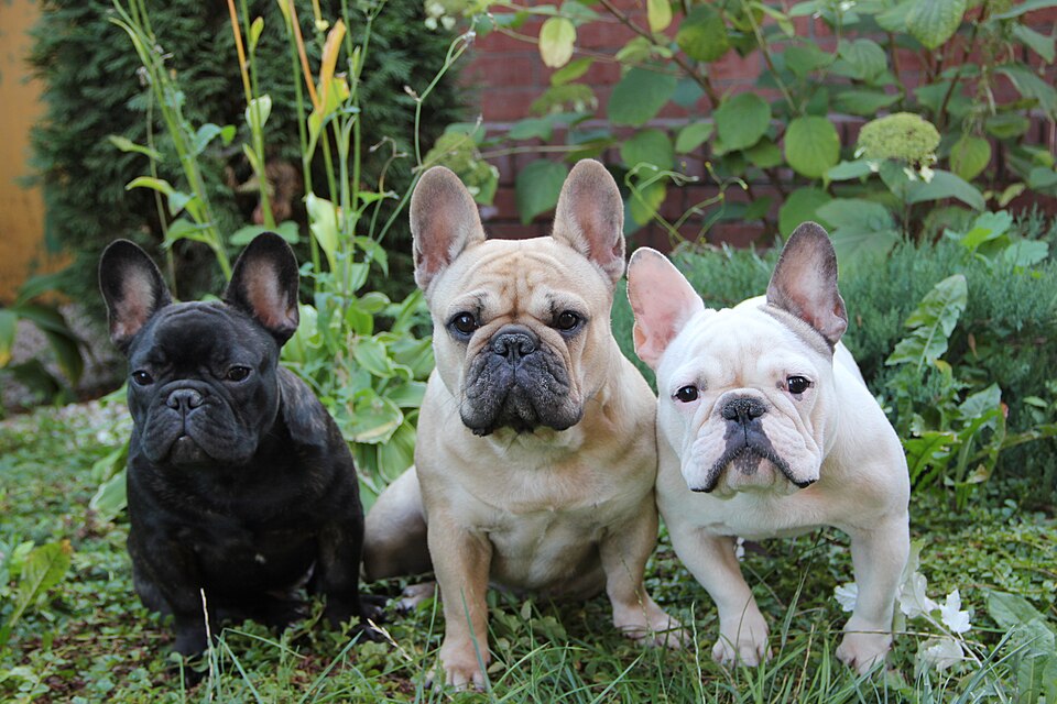 Fransız Bulldog