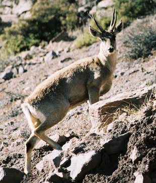 Geyik