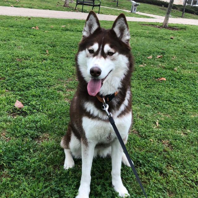 Husky (Sibirya Kurdu)