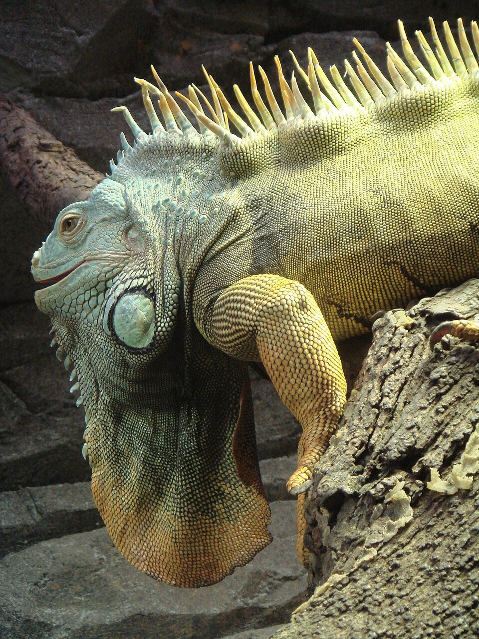İguana