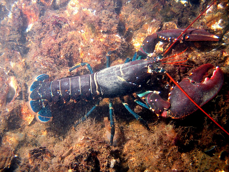 Istakoz