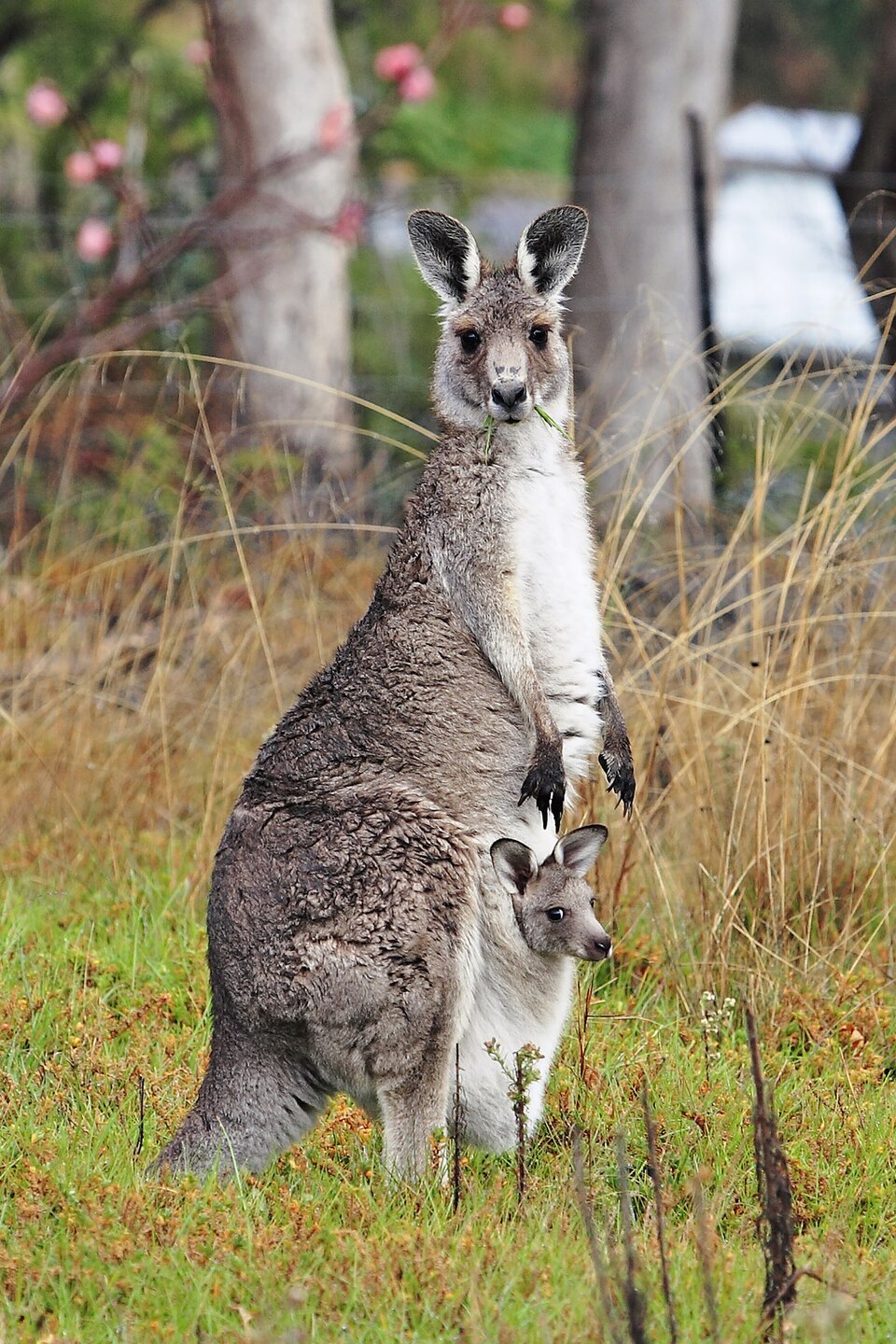Kanguru