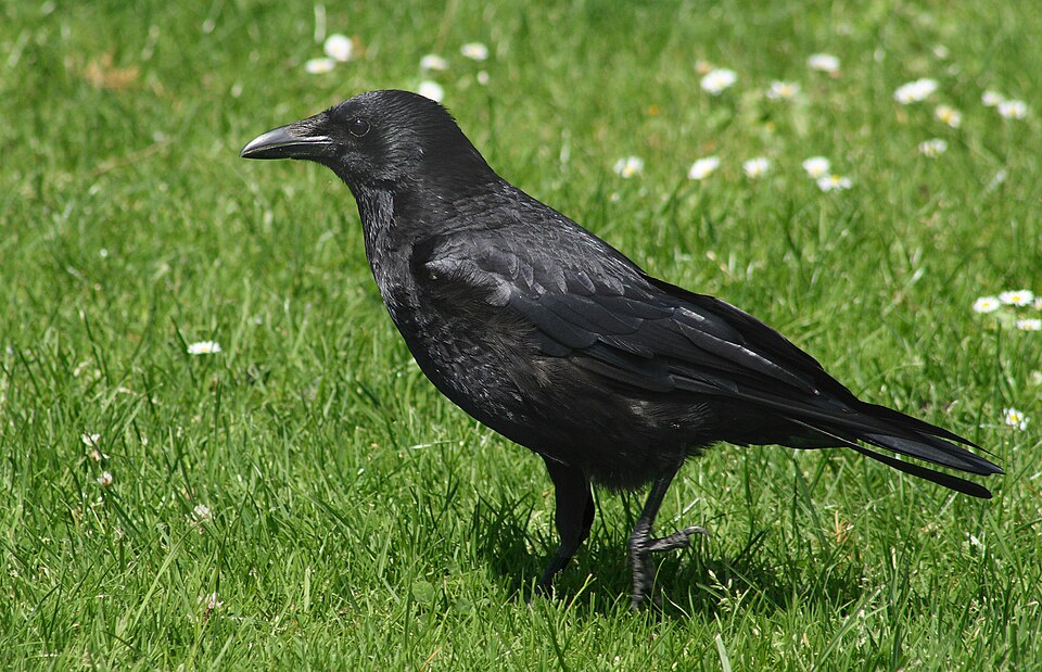 Karga