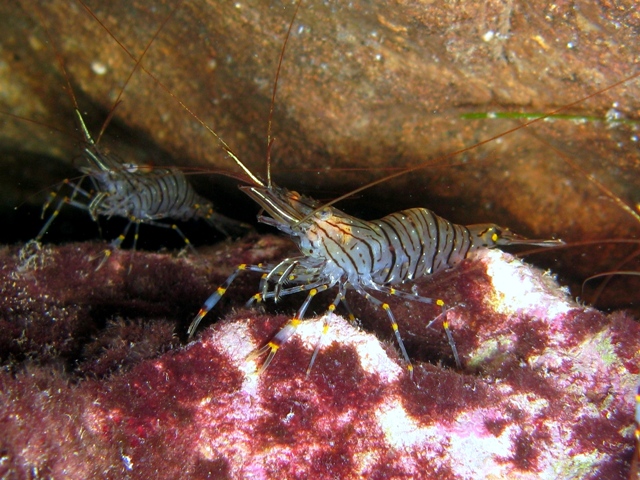 Karides