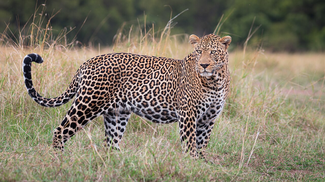 Leopar