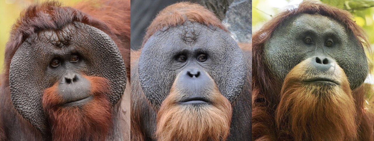 Orangutan