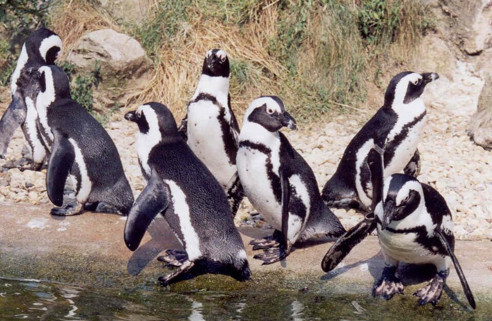 Penguen