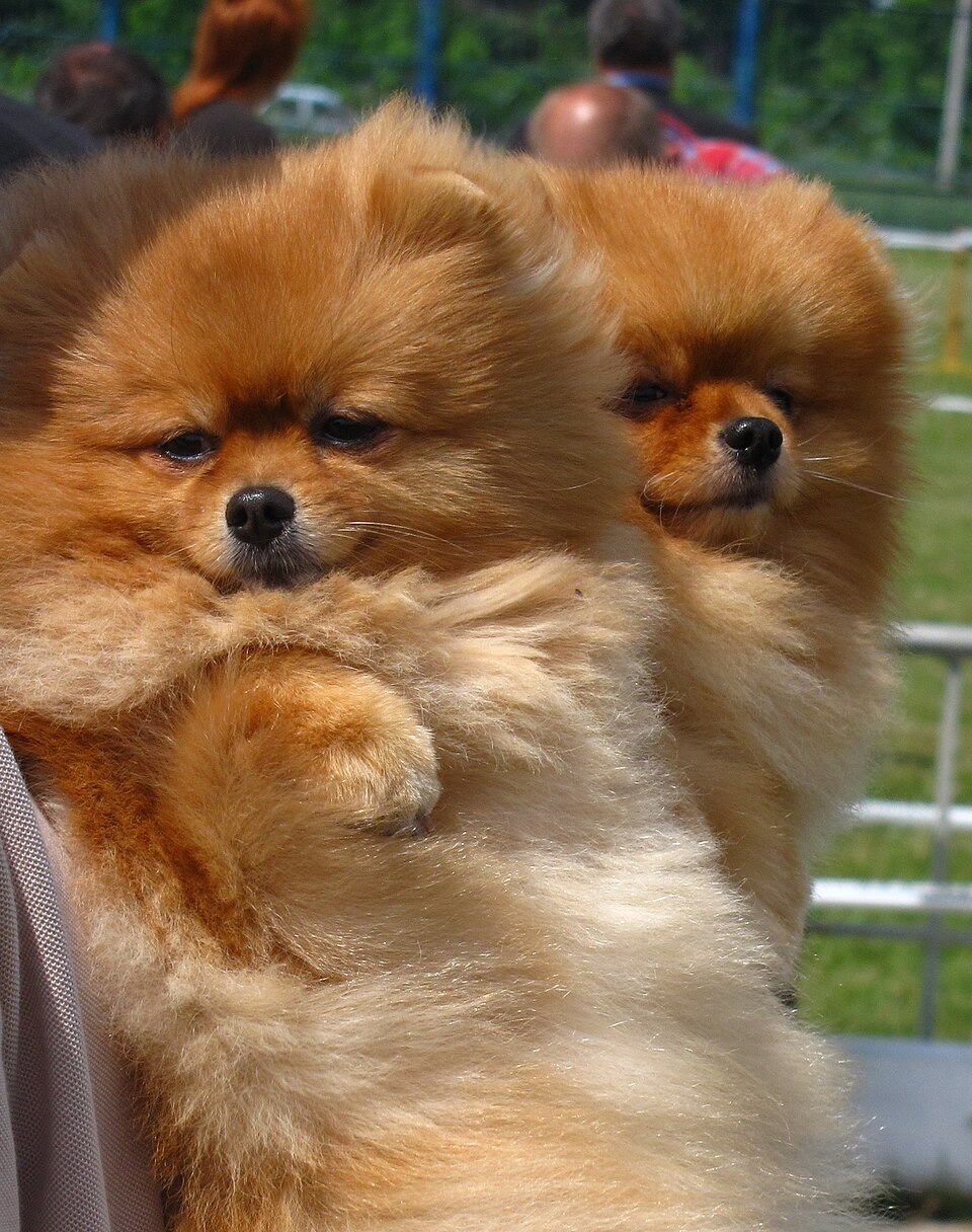 Pomeranyalı