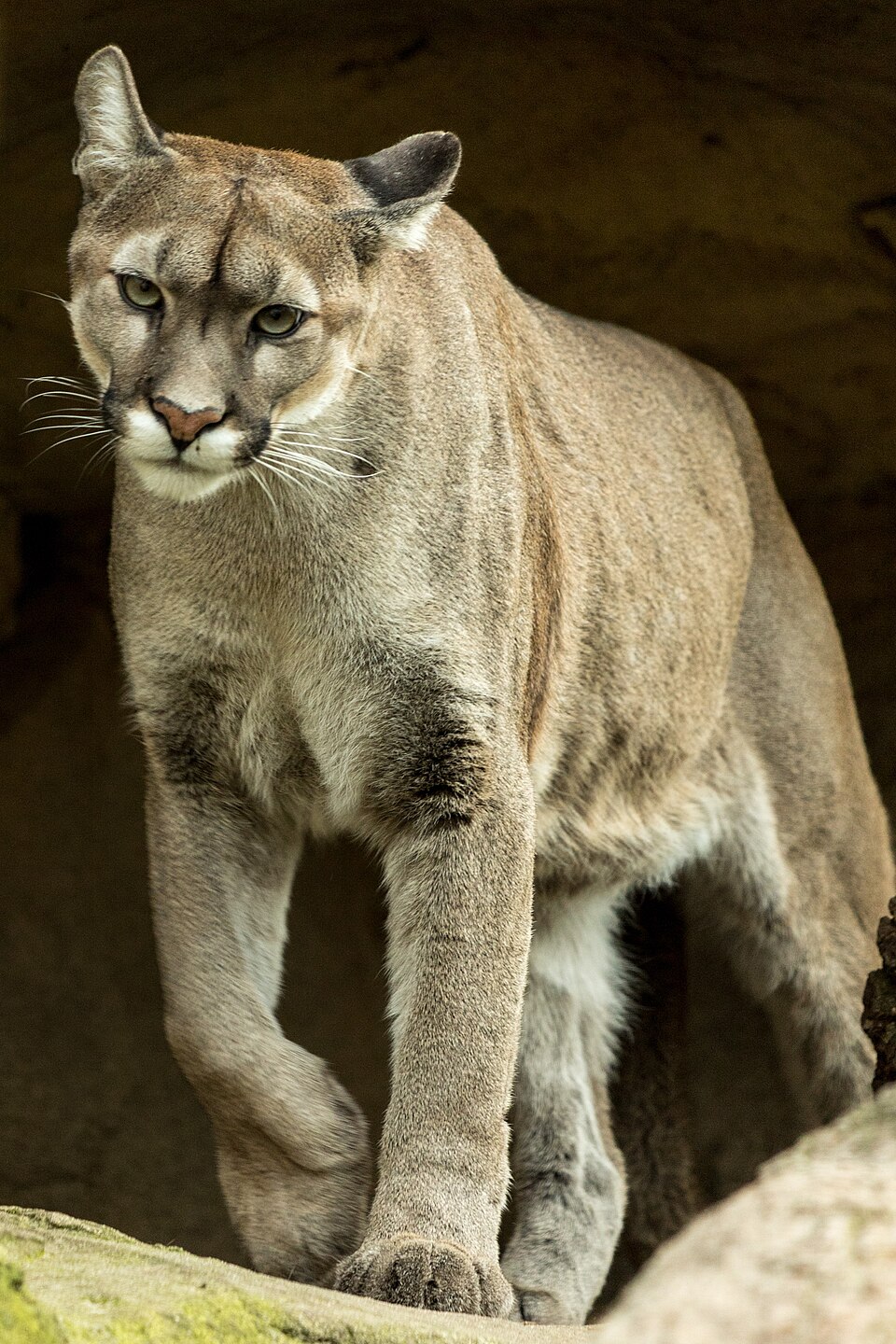 Puma