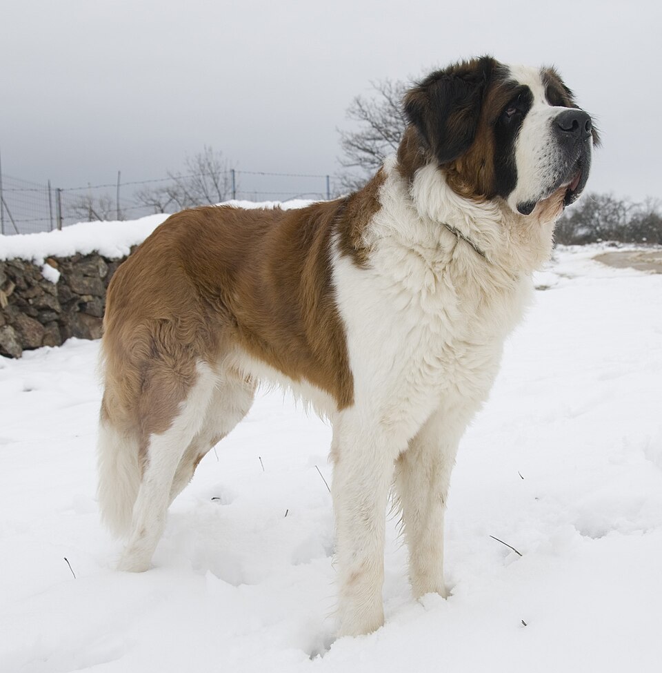 Saint Bernard